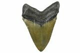 Fossil Megalodon Tooth - North Carolina #368444-1